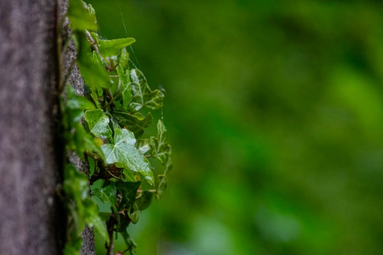 Freitag, 31. 5. - Stadtbummel, Dunkeld, Hermitage, Falls of Bruar, Speyside, Cullen