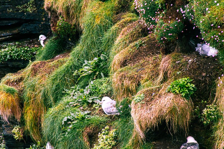 Mittwoch, 5. 6. - John O’Groats, Duncansby Stacks, Cairns of Camster, Whaligoe, Dunbeath Heritage Walk, Dornoch