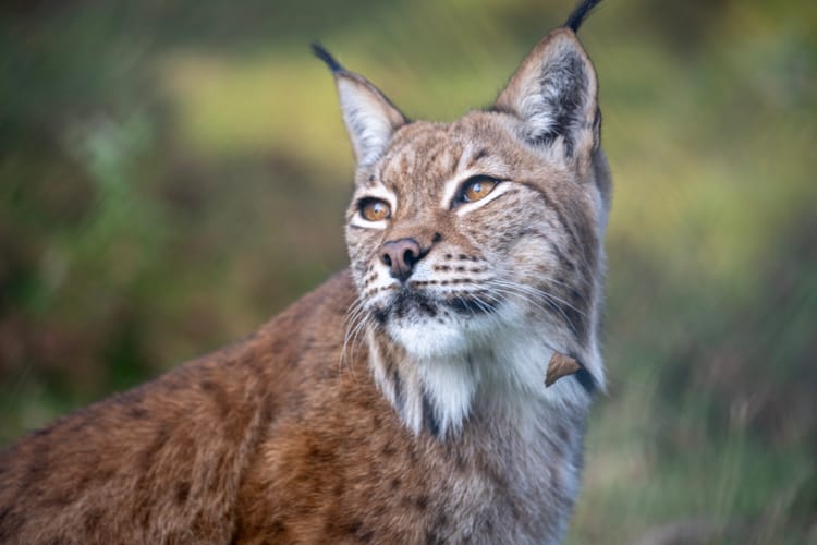 Mittwoch, 4. 9. - zu den wilden Tieren und nach Lyngen