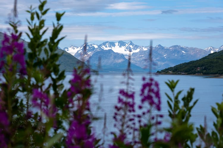 Dienstag, 25. 7. - Lyngenfjordrundfahrt, Strandpromenade und Pfingstrosen Ende Juli