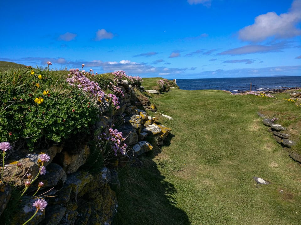 Dienstag, 4. 6. - Strathy Point, Puffins, Orkney
